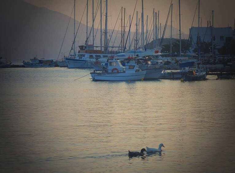 ducks at dusk in greece