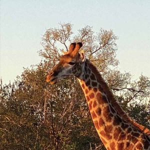 outh-africa-safari-giraffe