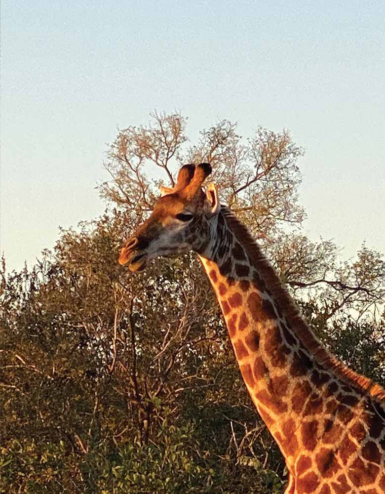 outh-africa-safari-giraffe