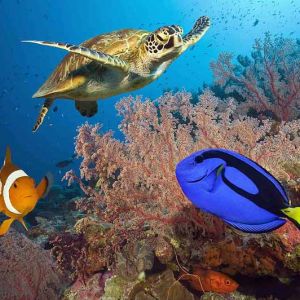 the-great-barrier-reef-underwater-life