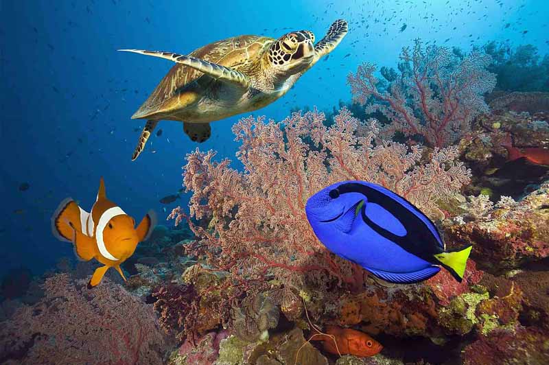 the-great-barrier-reef-underwater-life